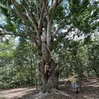 twisty tree